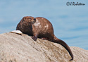 Lutra Canadensis